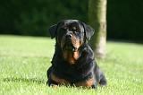 ROTTWEILER 668